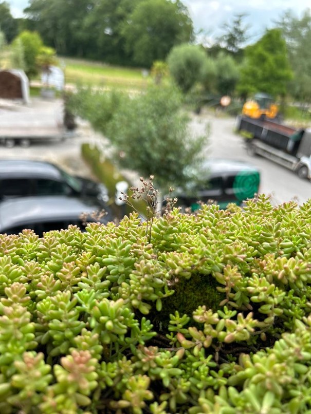 Foto Sedum Dak vanaf boven